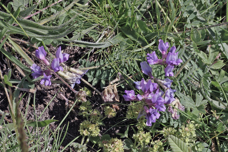 Oxytropis neglecta / Astragalo negletto